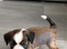 Kc registered Chinese crested