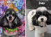 Toy poodle due 19th Aug.