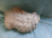 Funky haired baby boy guinea pig ready now