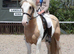 15.1/2H - 4Yo - Lemon & White - Gypsy Cob - Gelding - All Rounder