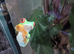 Red eye tree frogs for sale