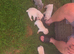 French Bulldog puppies