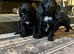 Gorgeous Spoodle puppies. READY NOW