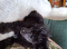 Toy poodle x Papillon, vet checked and 1st vacination