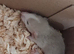 Baby dumbo rats