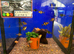 Mixed Tiger Barbs (Puntigrus anchisporus)