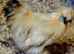 RARE CITRON SILKIE HATCHING EGGS