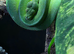 manokwari green tree python and full setup