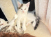 3 wonderfull kittens