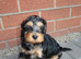 Cockapoo puppies