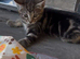 Kitten