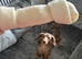 Last 3 Long haired mini daxie puppies