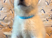 4 Beautiful White Husky Puppies Ready for Their Forever Homes