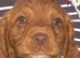 Excellent Cocker Spaniel Puppies