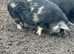 Kune Kune Breeding Pair, 18 months old. Loving characters and boar proven.