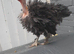 Necked neck bantam chicken
