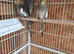 2 lovely cockatiel babys for sale