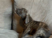Presa Canieo Puppies