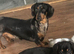 Ready NOW!!!! Beautiful miniature smooth haired dachshunds