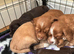 Working Cocker Spaniel Puppies – 2 Boys From litter of 6 Available