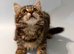 Cute kittens are looking for a new home and a loving family.