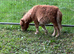 Mini Shetland colt foal