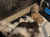 Cockapoo puppies