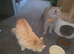 British shorthaired pure breed GCCF active