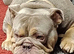 4yr old Male English Bulldog