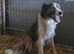 Working Border Collie Pups