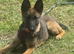 Belgium Malinois girl 6 month old