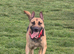 Mali cross shepard