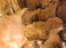 Imperial Shih Tzu Puppy