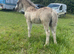 Beautiful registered wpcs grey mare with cob foal at foot