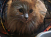 Maincoon×ragdoll
