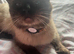 Male ragdoll