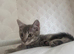 Kitten looking for his forever home