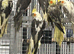 Hand Reared Baby Cockatiels