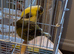 3 canaries