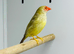 Star finch