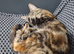 Kittens for sale