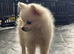 Gorgeous Pomchi Boys