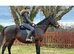 Irish sport horse mare