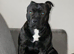 Staffordshire Bull Terrier Puppies