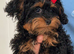 Female poodle c
