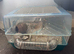 Pair of male gerbils for sale