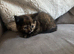 Persian cross kittens ready now