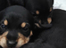 Schnauzer x Daschund F1 Schnoxies puppies