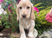 KC Registered Cocker Spaniels