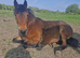 Lovely gelding